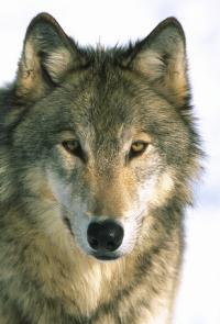 Guckender Wolf