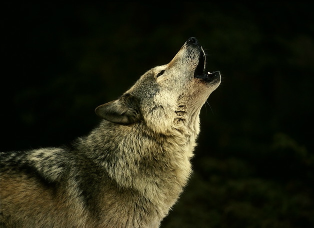 Heulender Wolf