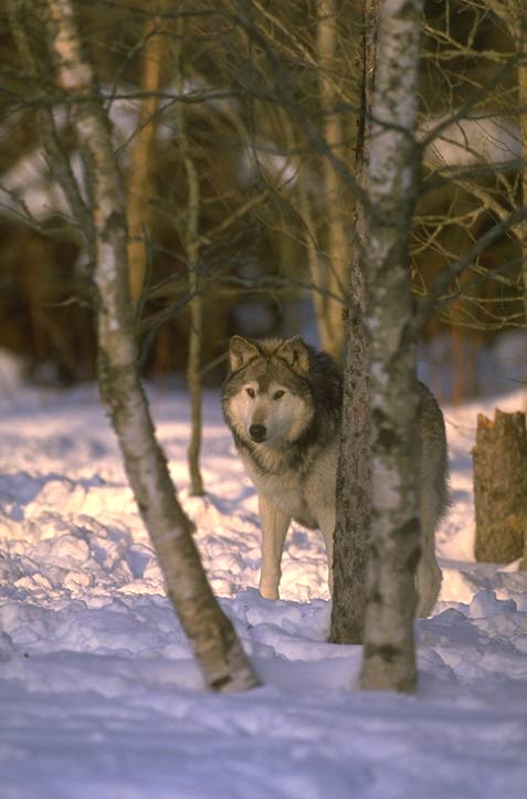 Wolf im Schnee