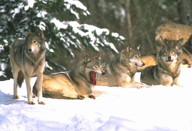 Wolfsrudel
